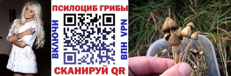 наркошоп  Туймазы  Псилоцибиновые грибы Cubensis 